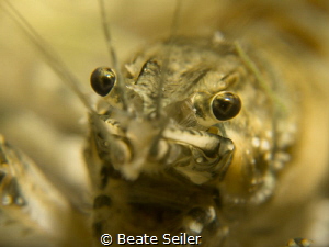 crawfish by Beate Seiler 